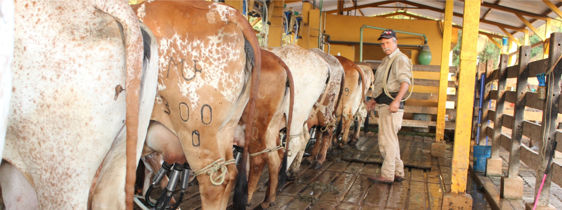 Cerro_Prieto-_Quienes_somos-rentable-productiva-ganado