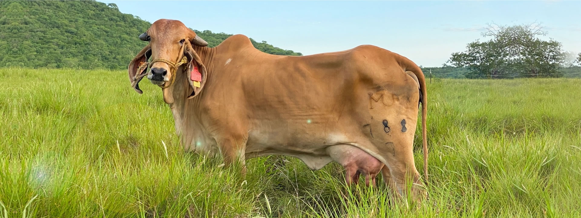 Cerro_Prieto-_ganadera-clima-vaca-rancho