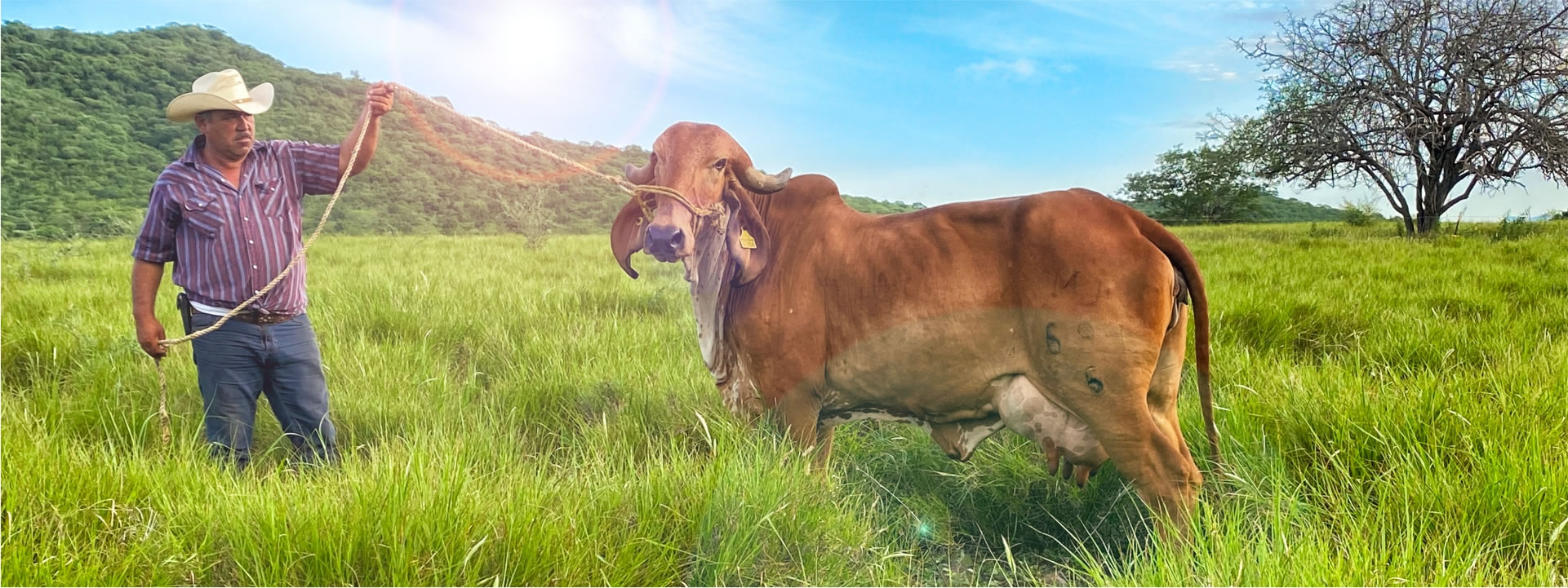 Cerro_Prieto-_historia_-rentable-productiva-_ganado2